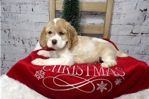 Wesley - Cocker Spaniel for sale