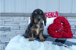 Stacey - Cocker Spaniel for sale