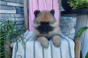 Meredith - Keeshond for sale