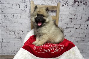 Vivian - Keeshond for sale