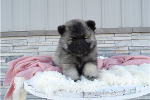 Vera - Keeshond for sale