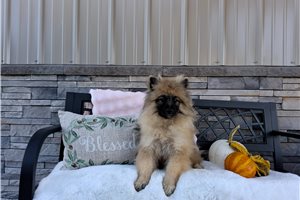 Alya - Keeshond for sale