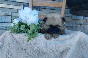 Laken - Keeshond for sale