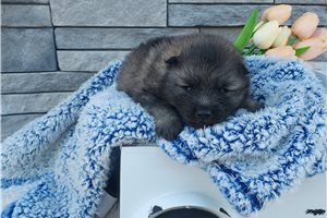 Knox - Keeshond for sale