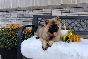 Merlin - Keeshond for sale