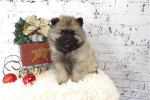 Viola - Keeshond for sale