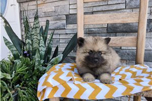 Alma - Keeshond for sale