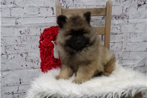 Cupid - Keeshond for sale