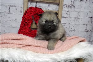 Ruby - Keeshond for sale