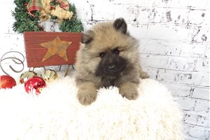 Vernon - Keeshond for sale