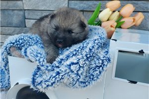 Kevin - Keeshond for sale