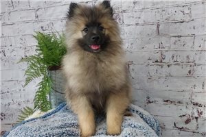 River - Keeshond for sale