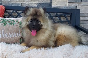 River - Keeshond for sale