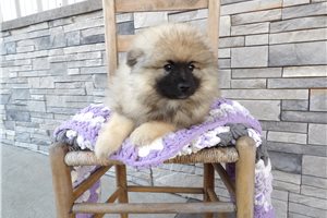 Zahara - puppy for sale