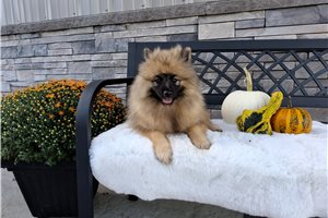 Alya - Keeshond for sale