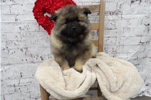 Chad - Keeshond for sale