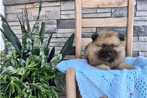Alistair - Keeshond for sale