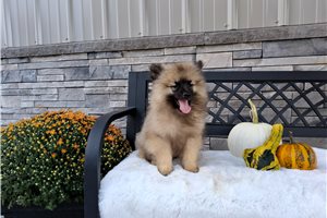 Alford - Keeshond for sale