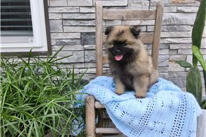 Murray - Keeshond for sale