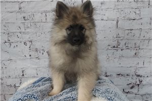 Riley - Keeshond for sale