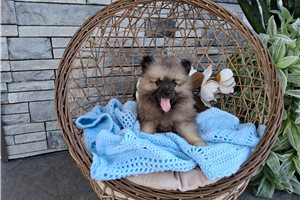 Alford - Keeshond for sale