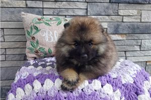 Olivia - Keeshond for sale