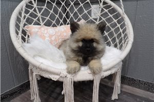 Aiden - Keeshond for sale