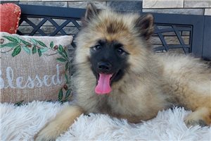 Robert - Keeshond for sale