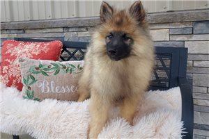 Riley - Keeshond for sale