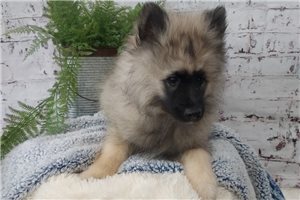 Robert - Keeshond for sale