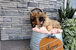 Meredith - Keeshond for sale