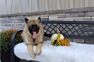 Marshall - Keeshond for sale