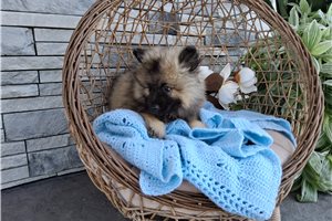 Allie - Keeshond for sale