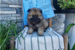 Marshall - puppy for sale