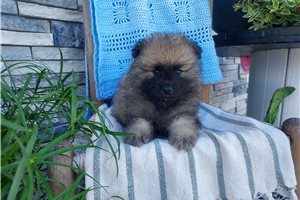 Monroe - Keeshond for sale