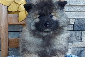 River - puppy for sale
