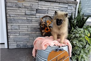 Laken - Keeshond for sale