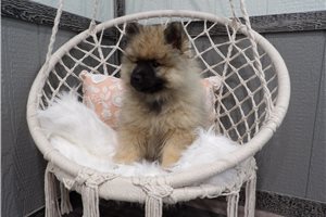 Anthony - Keeshond for sale