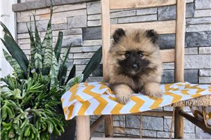 Alya - Keeshond for sale