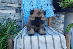 Murray - puppy for sale