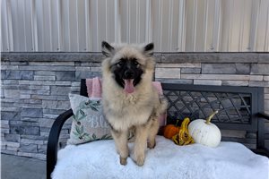 Laken - Keeshond for sale
