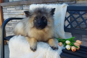River - Keeshond for sale