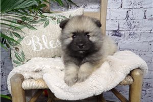 Douglas - puppy for sale