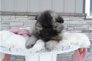 Victoria - Keeshond for sale