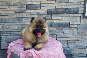 Kaylee - Keeshond for sale
