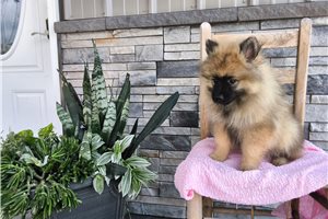 Meredith - Keeshond for sale