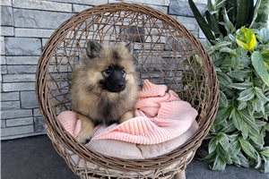Maude - Keeshond for sale