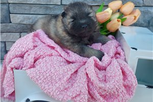 Kaylee - Keeshond for sale