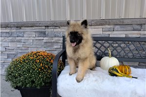 Monroe - Keeshond for sale
