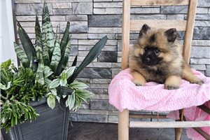 Maude - Keeshond for sale